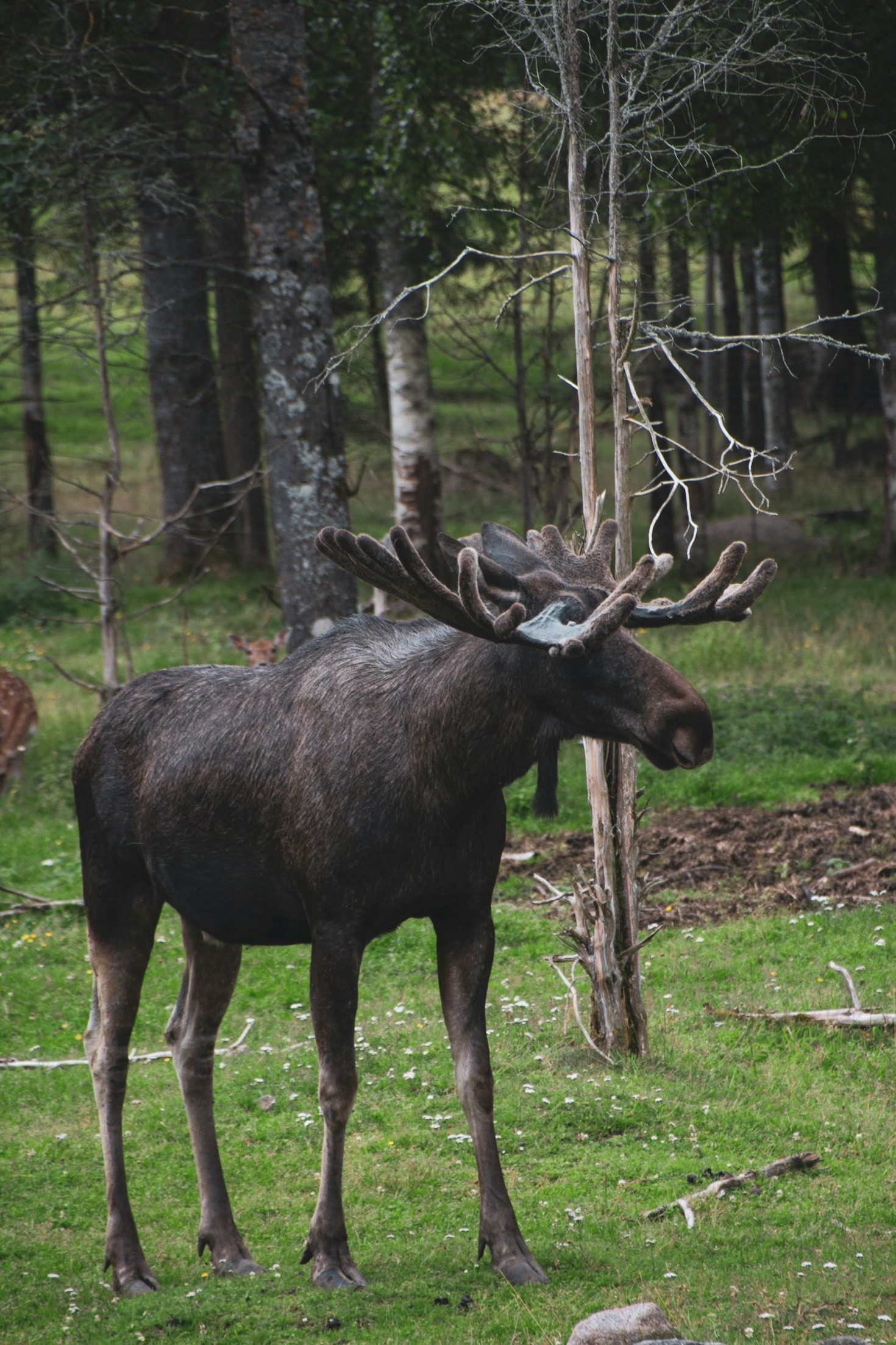 Exploring the Art of Conceptual Freedom